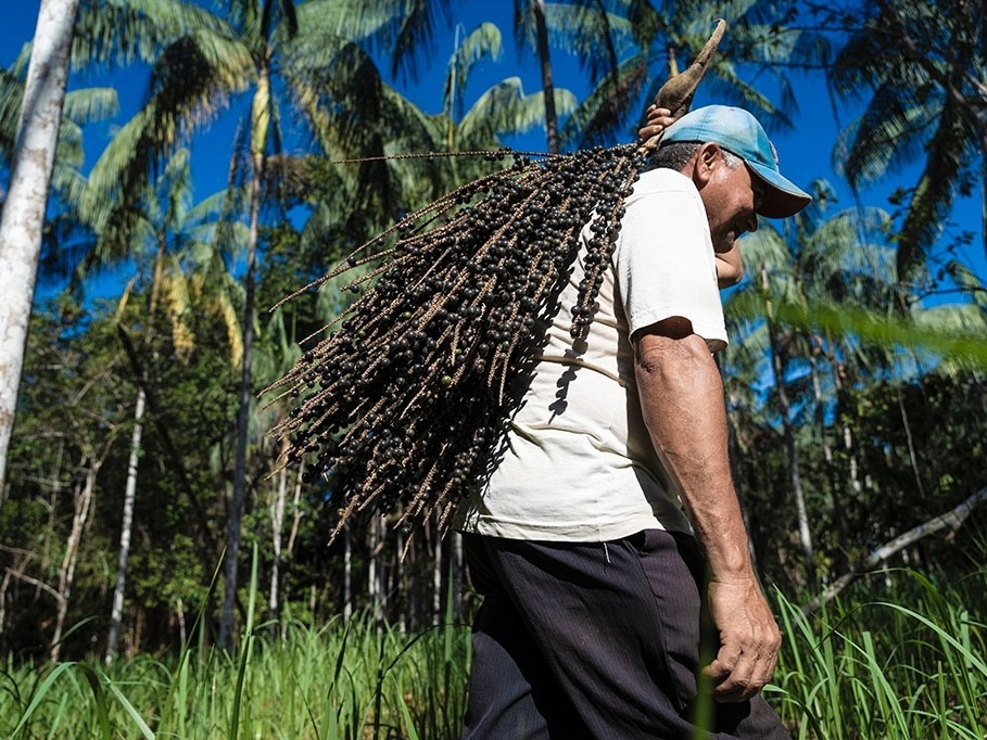 Babaçueiras coletando coco babaçu