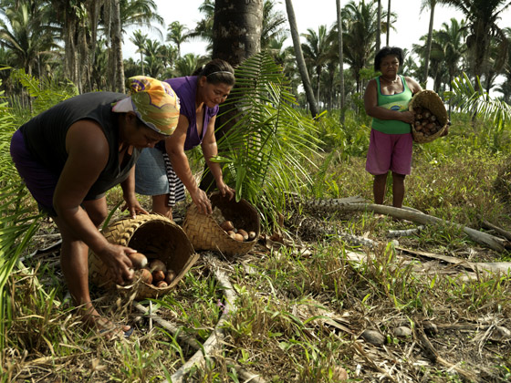 Quebradeiras de coco babaçu