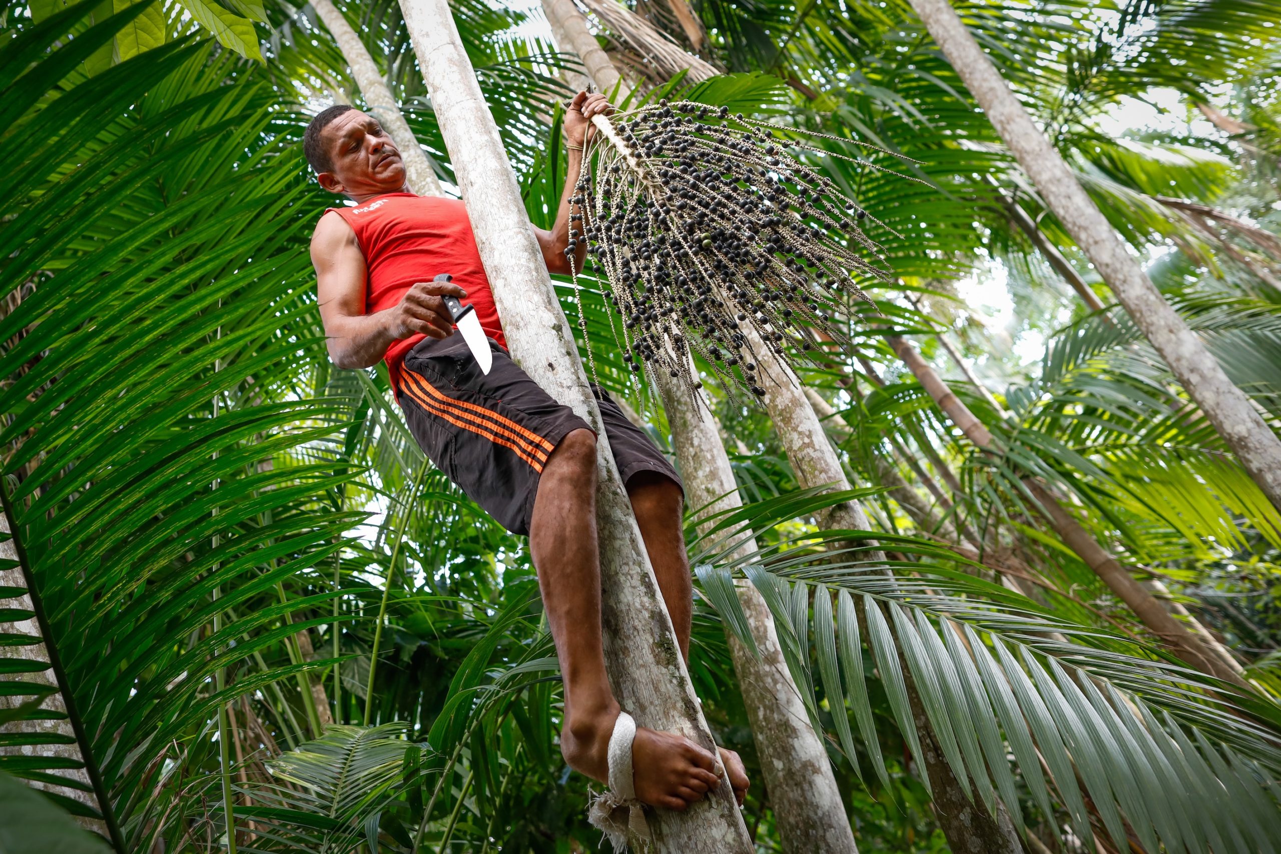 Coleta de açaí no topo das palmeiras