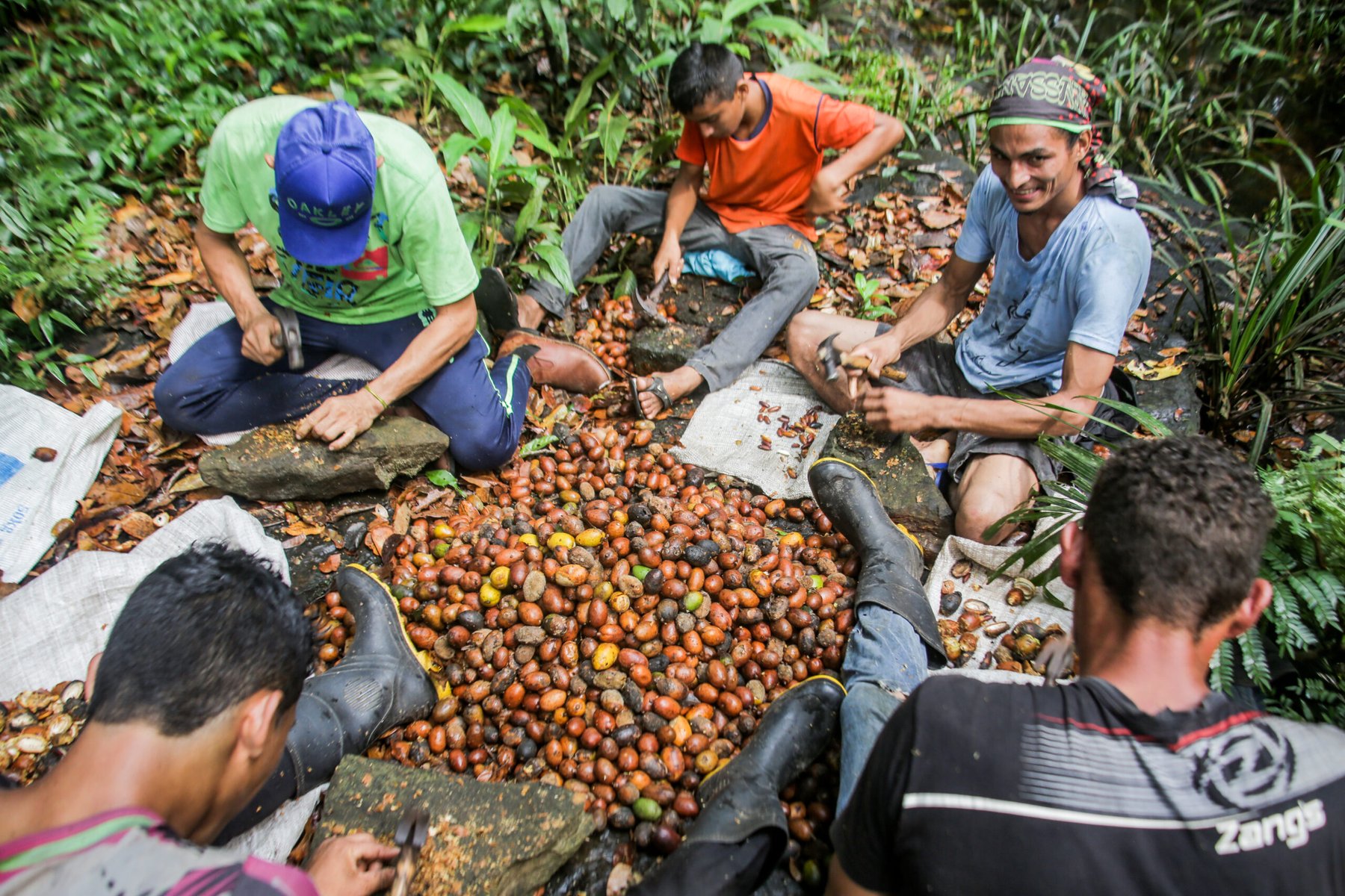 Coleta de castanha-do-pará na floresta