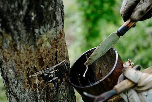 Práticas sustentáveis de extrativismo vegetal