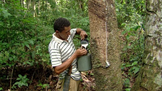 Seringueiro extraindo látex da seringueira